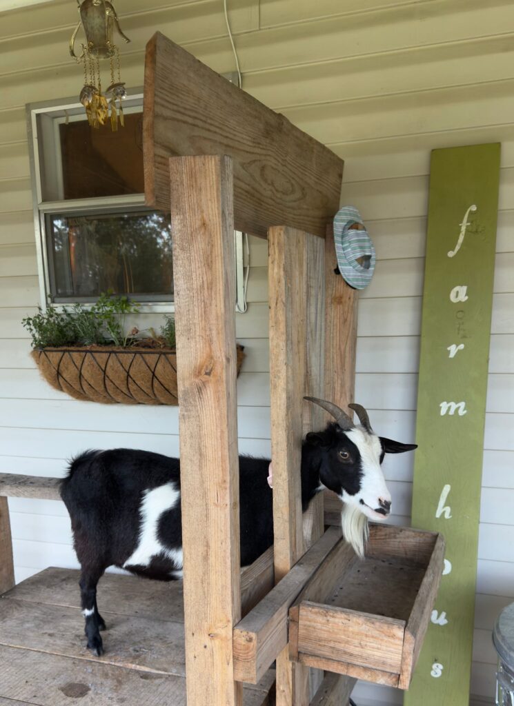 Nigerian Dwarf Goat "Patsy" on the DIY Goat Milking Stand
