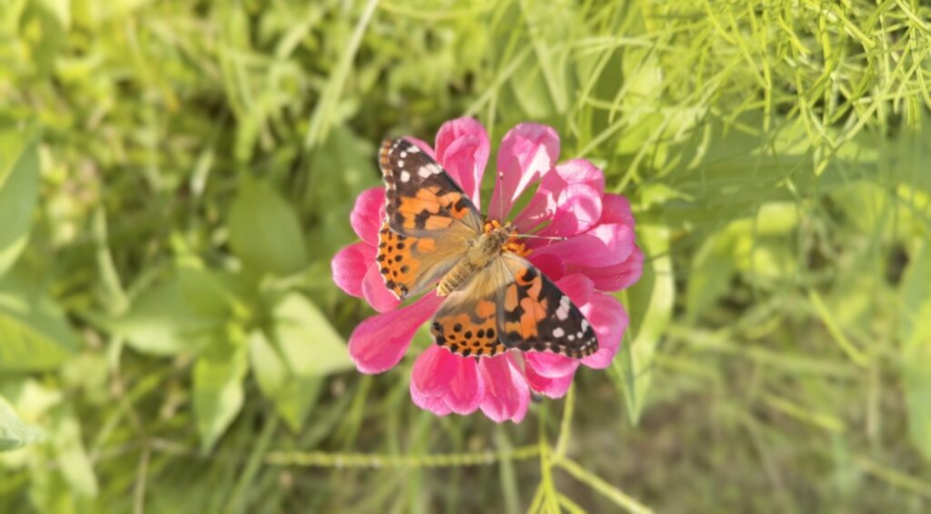 painted lady butterfly resting on a bright pink zinnia