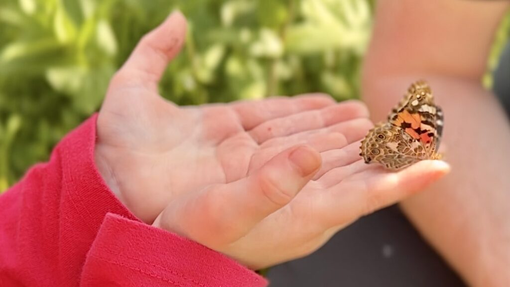 little girls hands up close holding a painted lady butterfly