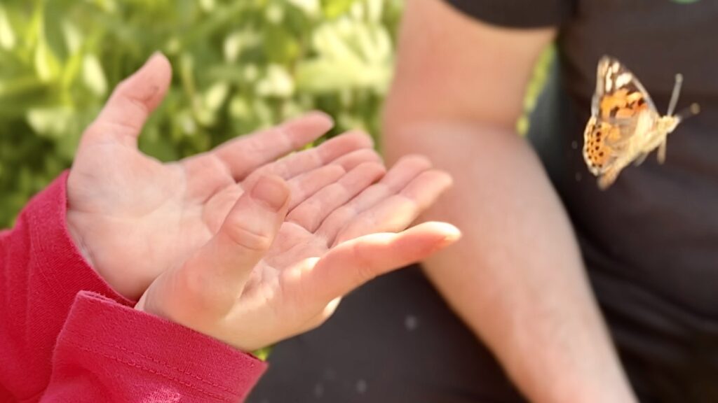 little girls hands up close while a painted lady butterfly flies away