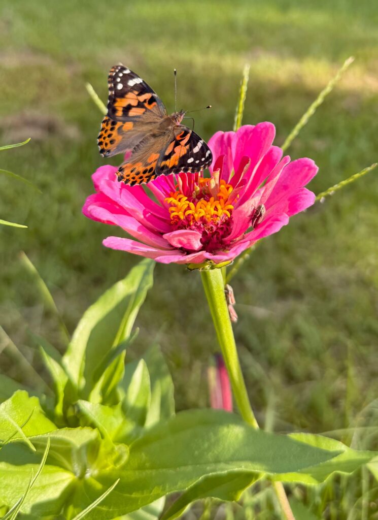 painted lady butterfly resting on a dark pink zinnia