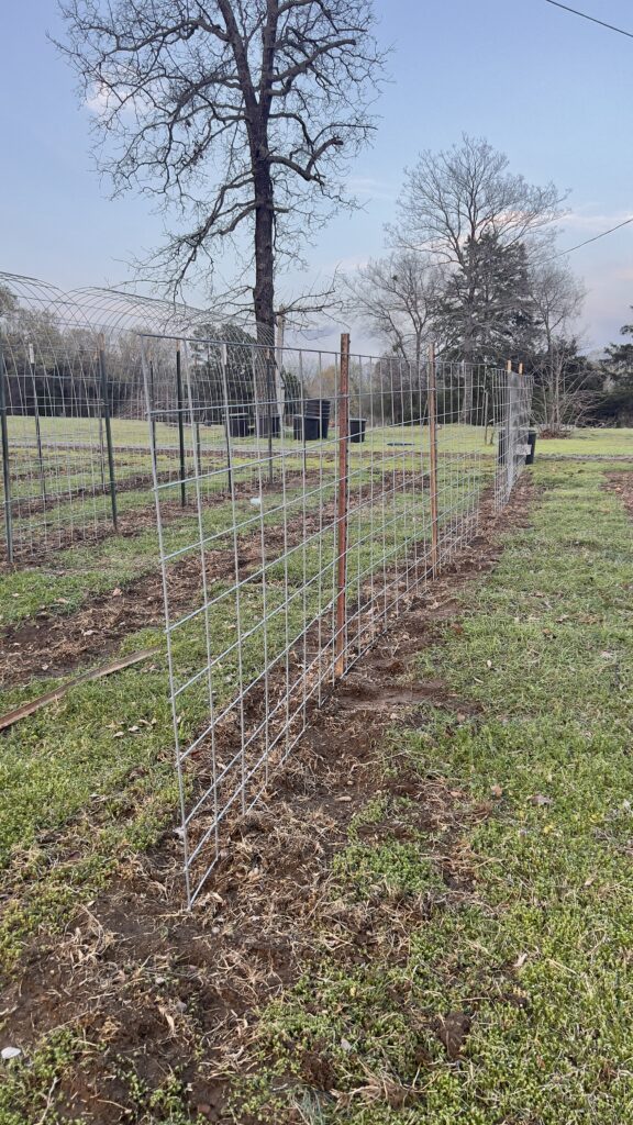 two cattle panels made into vertical trellises, held up by t posts