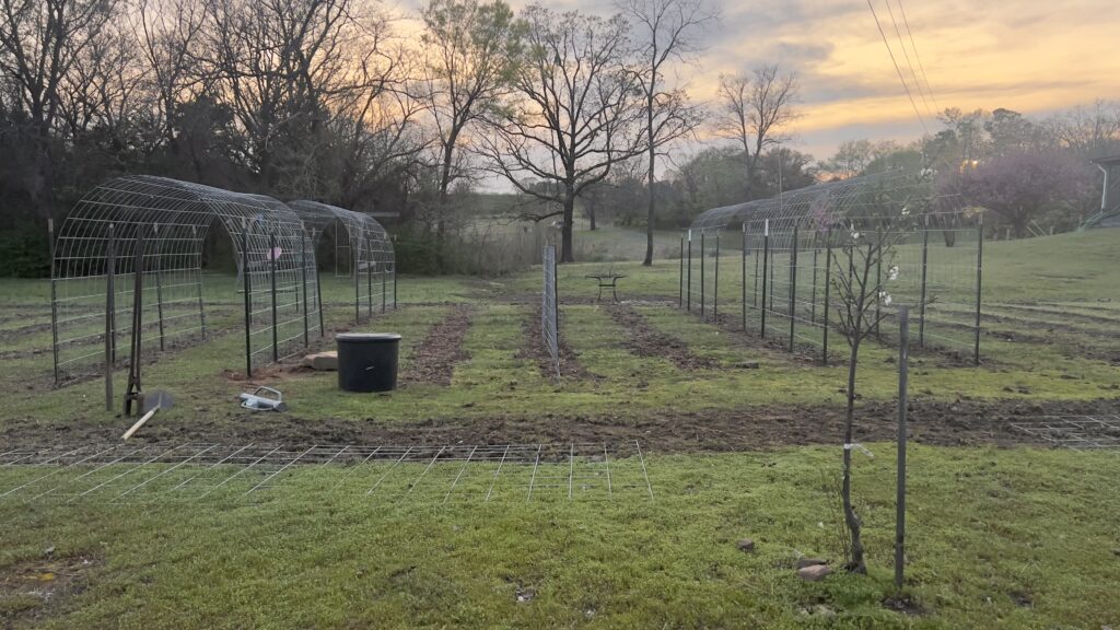 Two arched cattle panel trellises, 2 vertical cattle panel trellises and another 2 arched cattle panel trellises in a garden with a blue and orange skyline behind.
