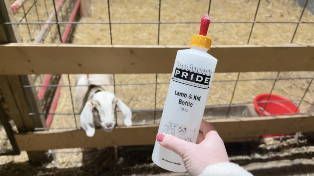 Producer's Pride translucent bottle with a yellow cap and red nipple held in front of a white and brown 6 week old nubian buckling