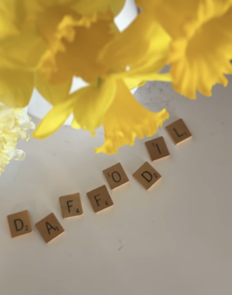 scrabble tiles spelling "daffodil" laid out on white enamel countertop with a pitcher of yellow and cream daffodils above