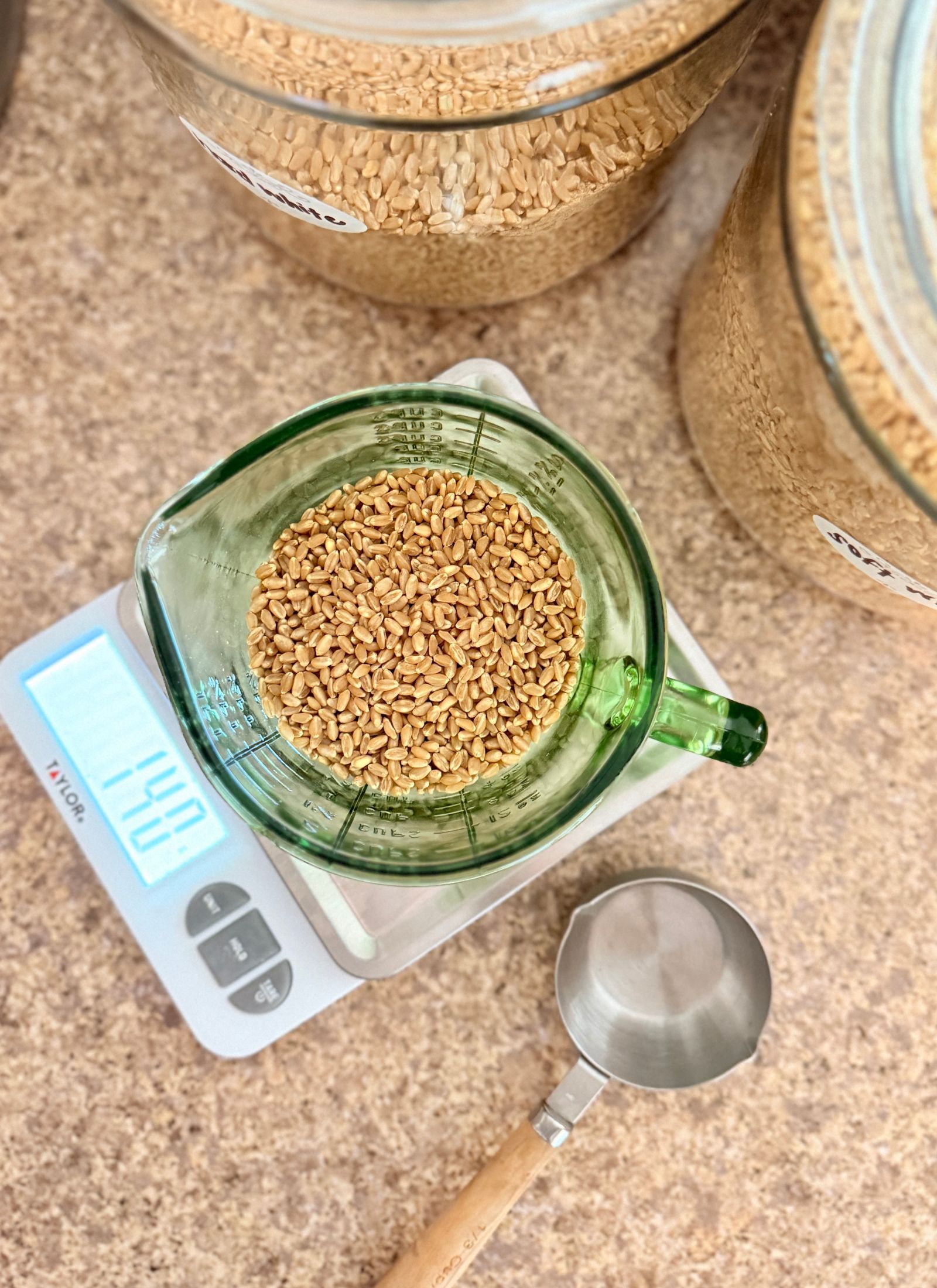 140 grams of soft and hard white wheat berries measure out in a green measuring cup on a food scale.